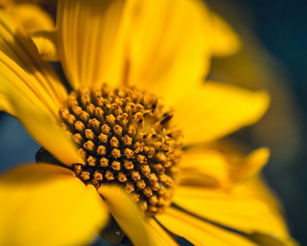 sunflower-thumb-after