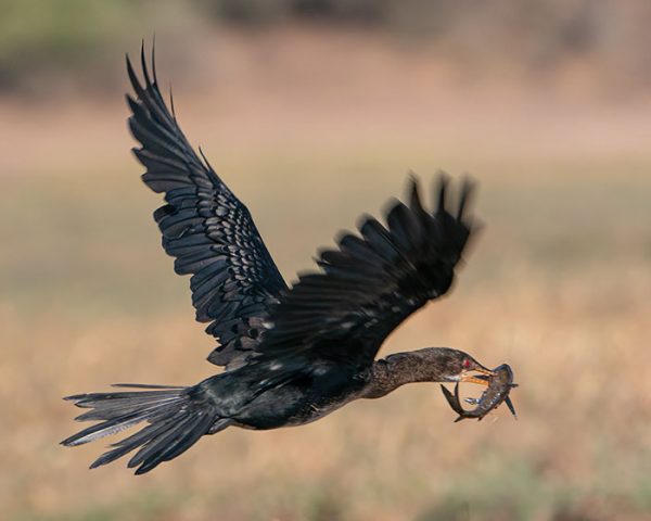 thumb-african-darter-catfish-after