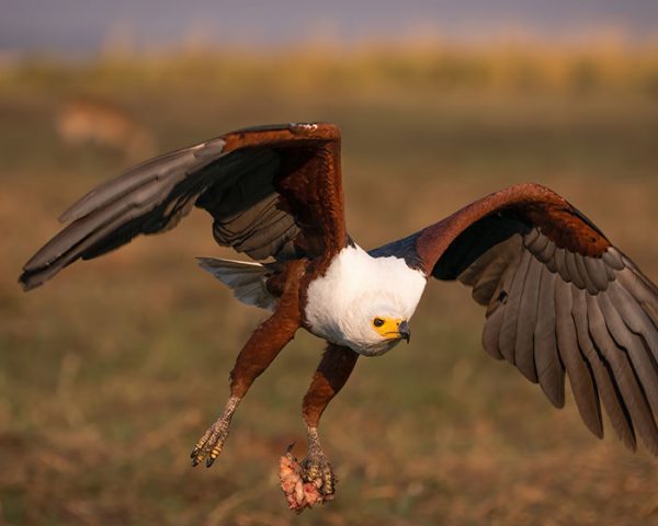 thumb-african-fish-eagle-after